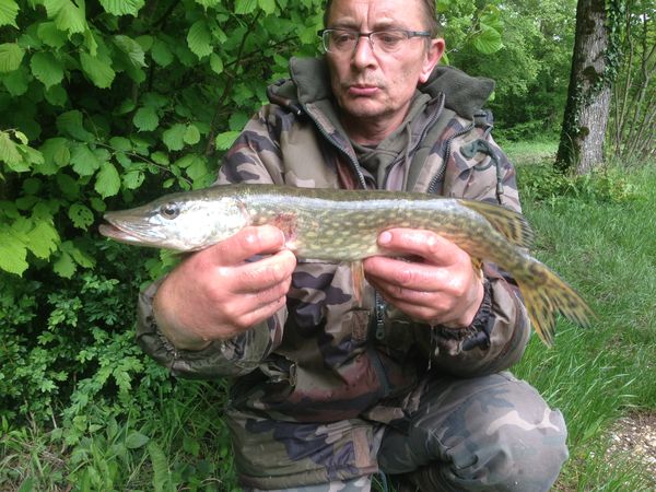 brochet papa 50 cm.jpg